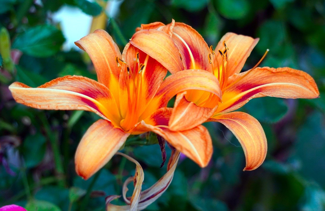 kiedy sadzimy cebulki lilii