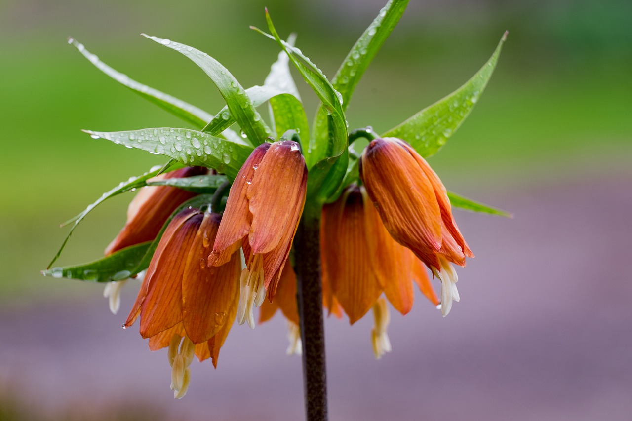 szachownica-cesarska-co-trzeba-wiedziec