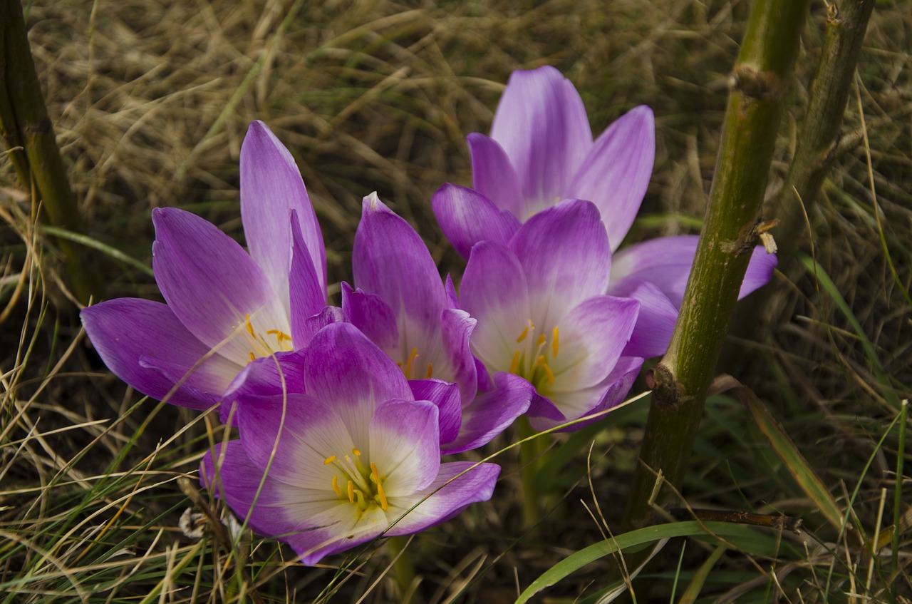 Zimowit Colchicum - podlewanie